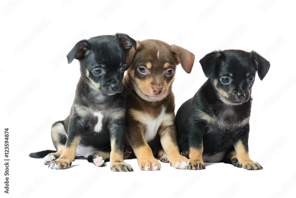 Nice one brown and two black Chihuahua puppy, isolated on a whit