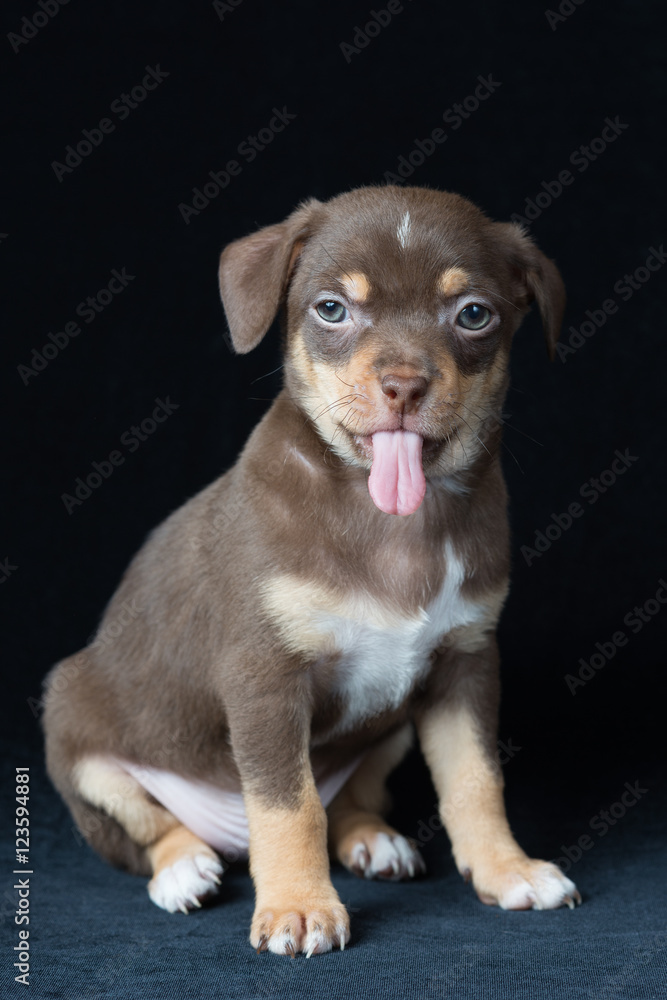 Cute brown with white spots and green eyes chihuahua puppy on a Cute brown with white spots and green eyes chihuahua puppy on a