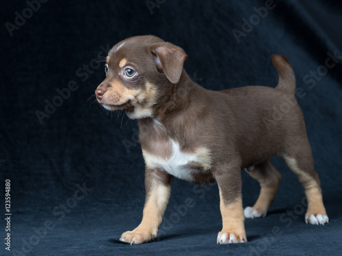 Fototapeta Naklejka Na Ścianę i Meble -  Cute brown with white spots and green eyes chihuahua puppy on a