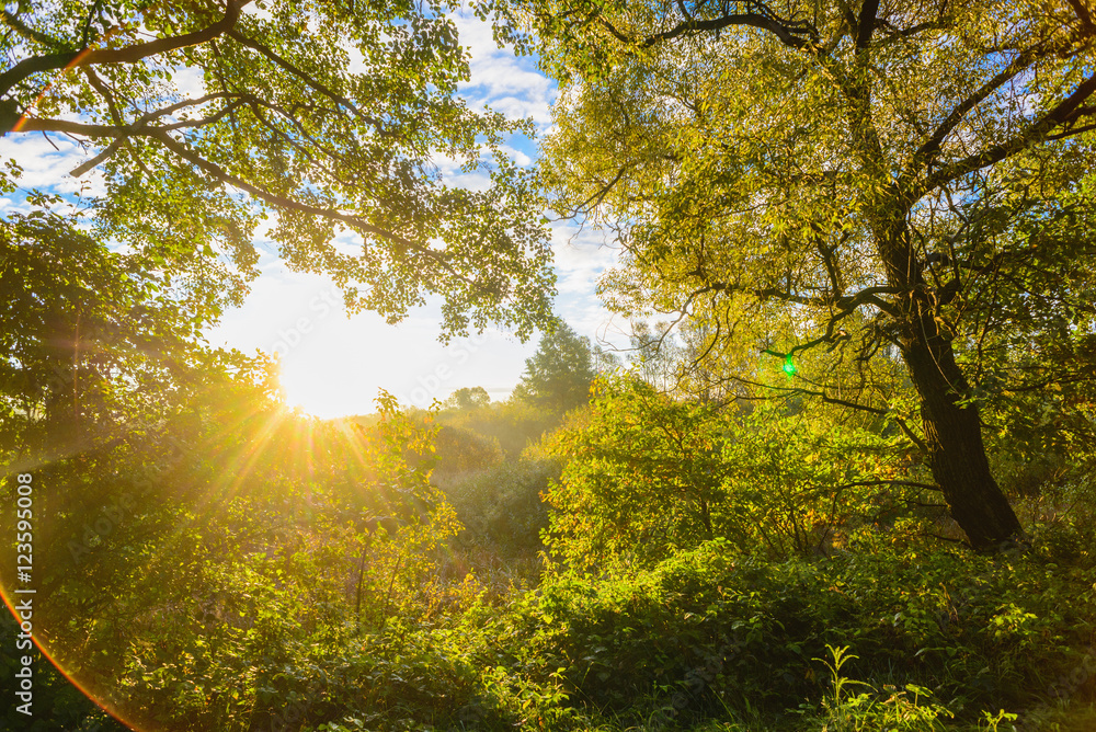 Fototapeta premium Beautiful morning sun rays in autumn forest. Present artistic ef