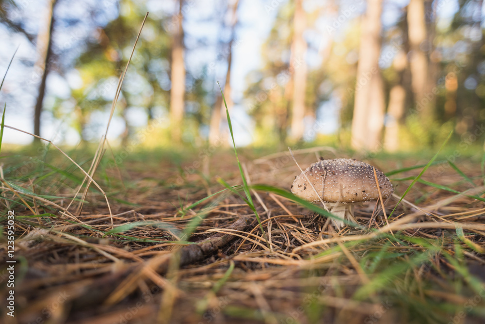 Mushroom on a background of grass and tall trees pine forest Mushroom on a background of grass and tall trees pine forest