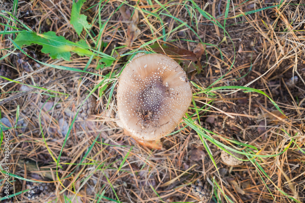 Pileus on the background of grass. View from above Pileus on the background of grass. View from above