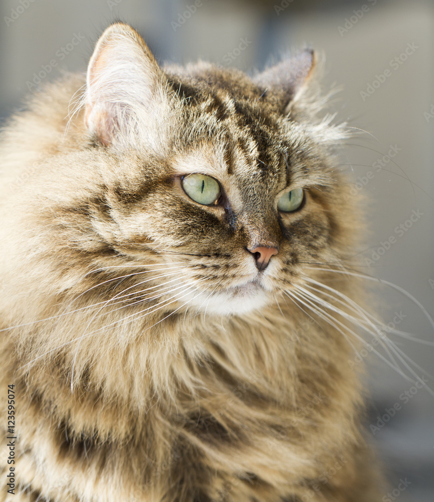 furry kitten of siberian breed, brown tabby