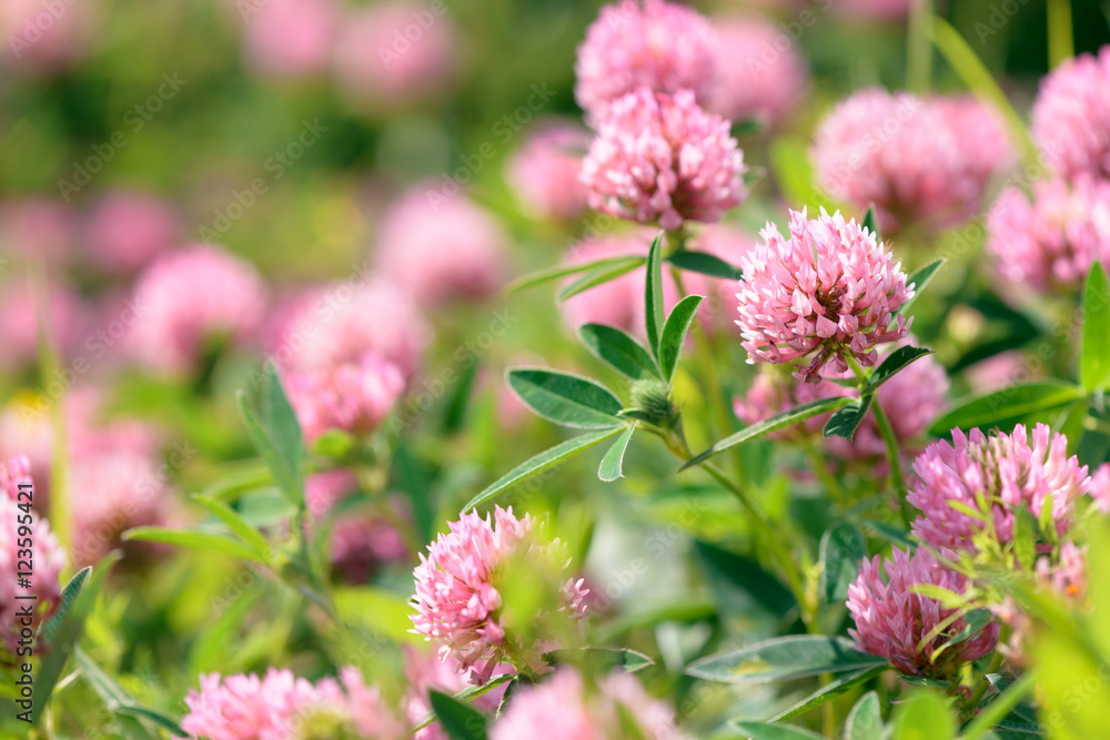 Clover Flowers in the field background Clover Flowers in the field background