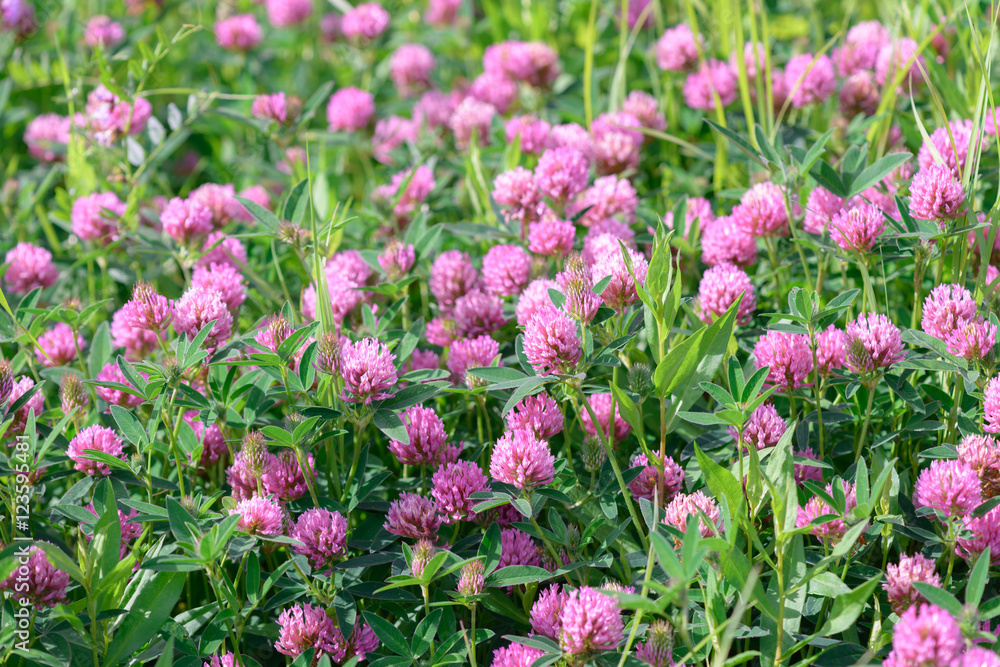 Clover Flowers in the field background