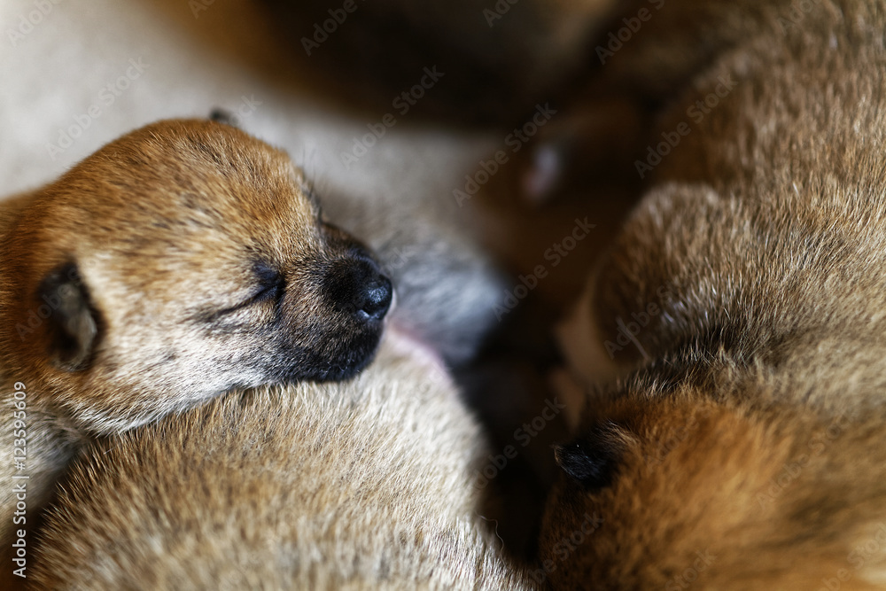 Obraz premium 柴犬の赤ちゃん