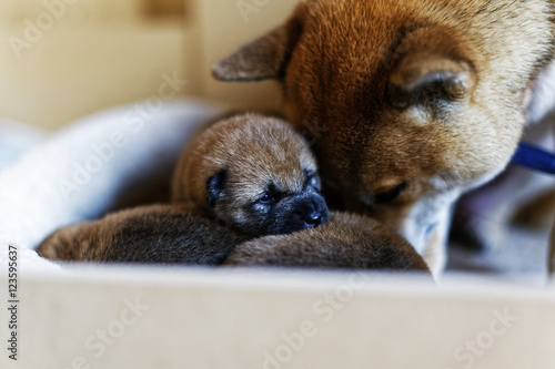 柴犬の赤ちゃん © mannpuku