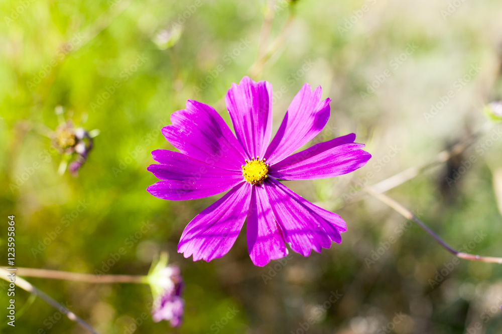 Obraz premium Purple flower in the meadow