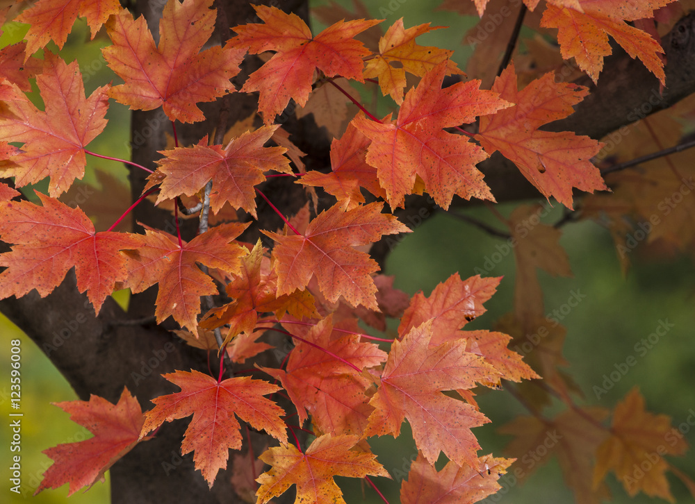 Fototapeta premium fall colored maple leaf