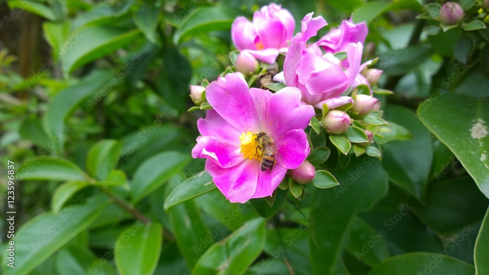 flor abelha flor abelha