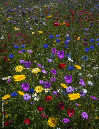 Colourful blooming wild flowers in an idyllic spring time meadow