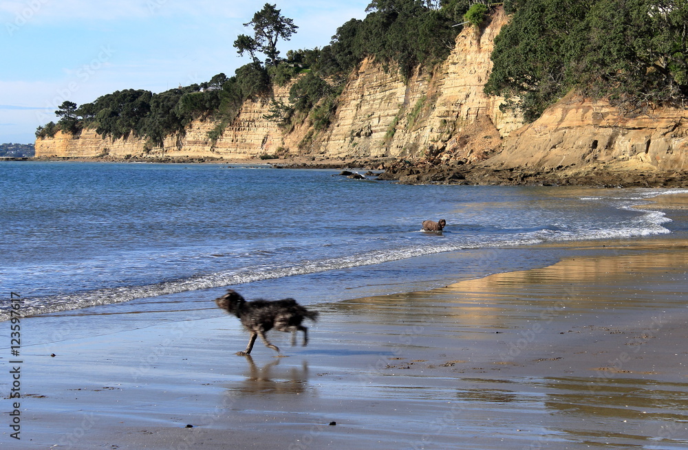 happy dog at the beach