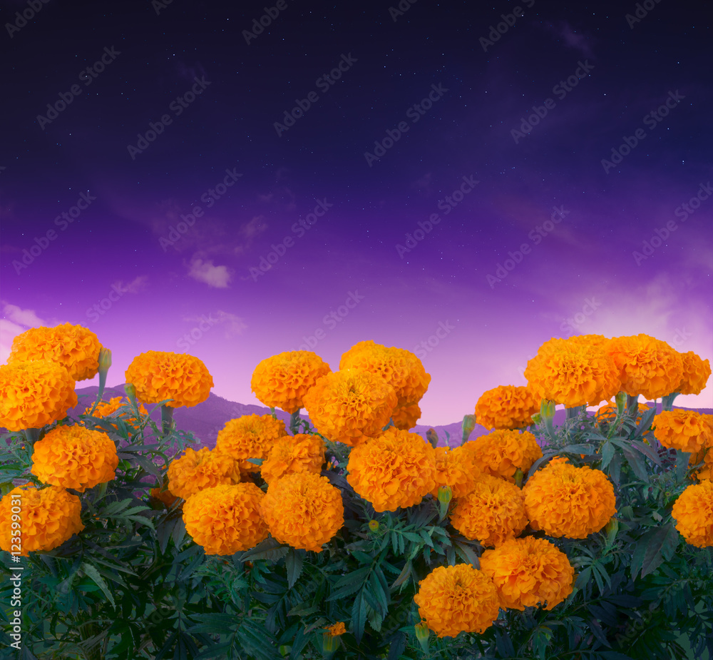 Cempasuchil Flower Used For Mexican Altars For Day Of The Dead Stock Photo Adobe Stock Cempasuchil Flower Used For Mexican Altars For Day Of The Dead Stock Photo Adobe Stock