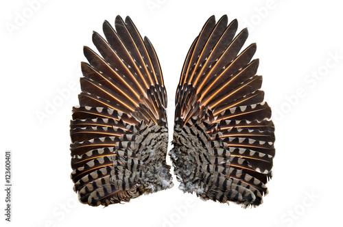 Pair of Flicker bird upper wings/Pair of upper wings of Northern Red-Shafted flicker bird