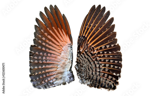 Flicker bird wings showing both under and upper wings side by side/Northern Red-Shafted Flicker wings. Shows comparison of Right-upper wing, Left-under wing.