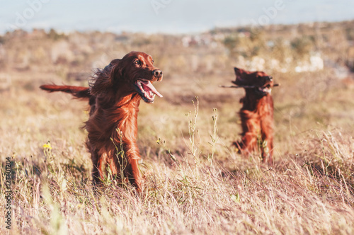 Obraz na płótnie Two Irish setters on a windy field