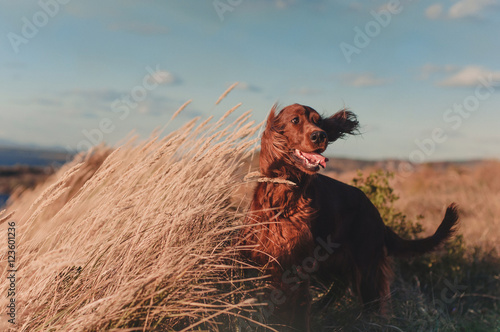 Red Irish setter 