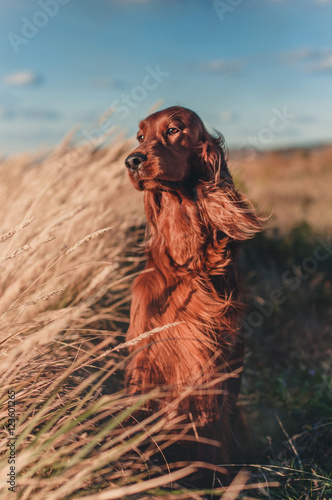 Red Irish setter sitting with a dreamy look