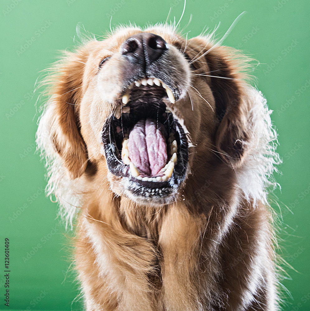 Angry dog barking aggressively Stock Photo Adobe Stock
