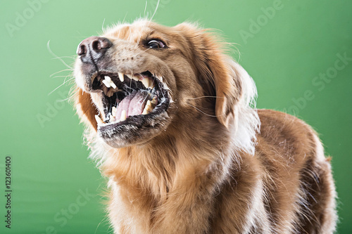 Aggressive barking dog photo