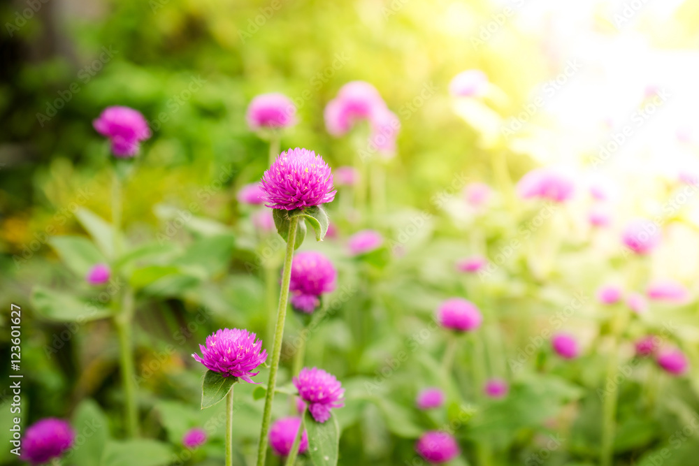 Globe amaranth or Gomphrena globosa flower in the garden Globe amaranth or Gomphrena globosa flower in the garden