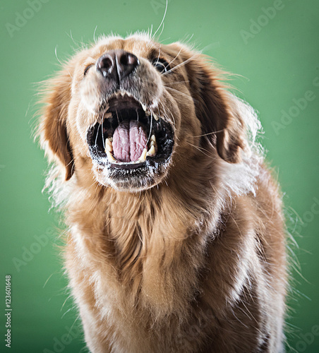 Bild auf Leinwand Scary dog barking aggressively