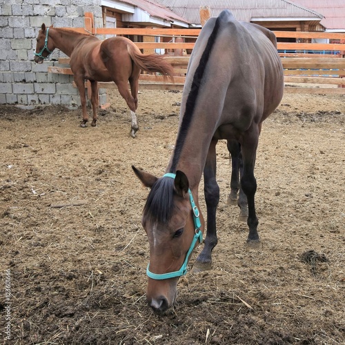 Horses near the stables. 1
