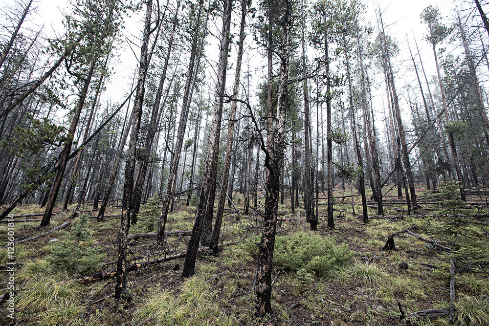 fire charred trees in a forest fire charred trees in a forest