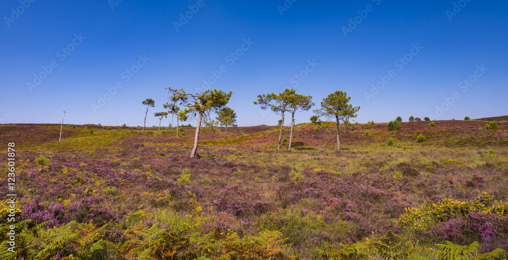 Purple and pink heather on Dorset heathland Purple and pink heather on Dorset heathland