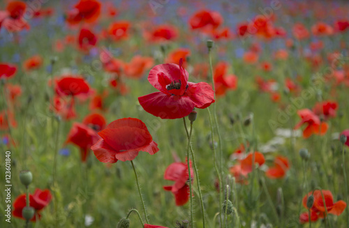 A field of bright  red poppies and wild flowers