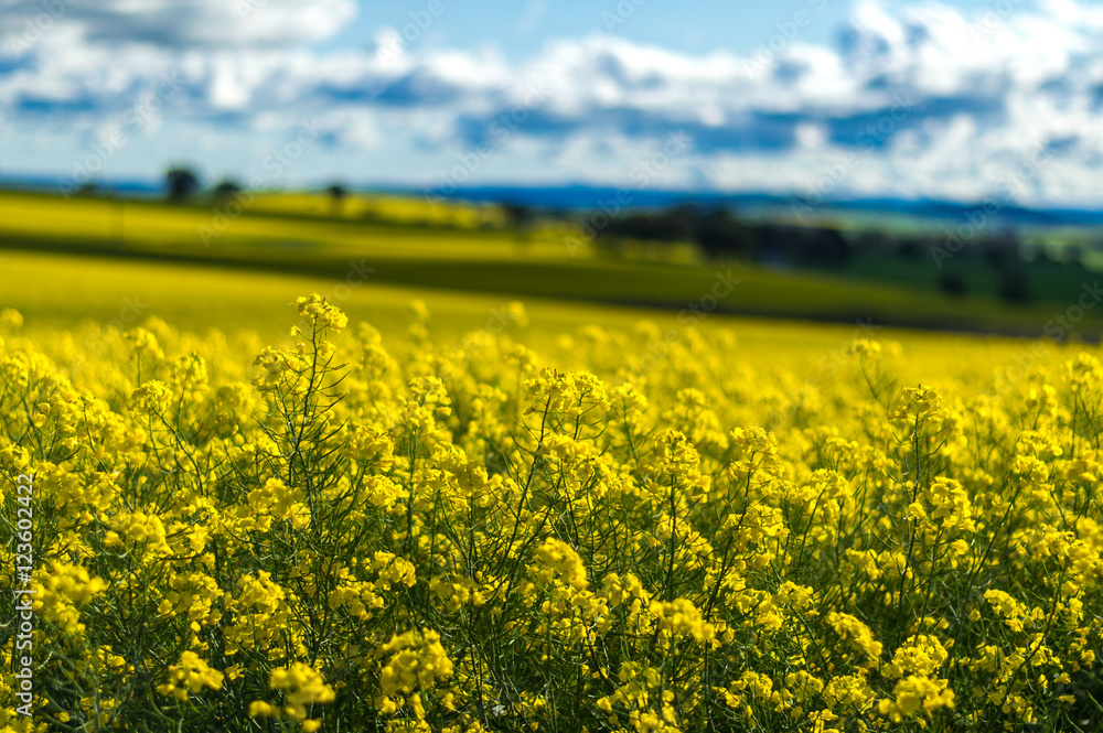 Naklejka premium Canola field in Australia