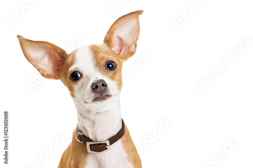 Cute Chihuahua Dog Closeup Loving Expression © adogslifephoto