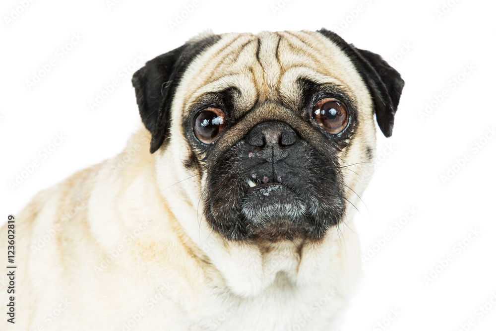Pug Dog Portrait Tooth Out