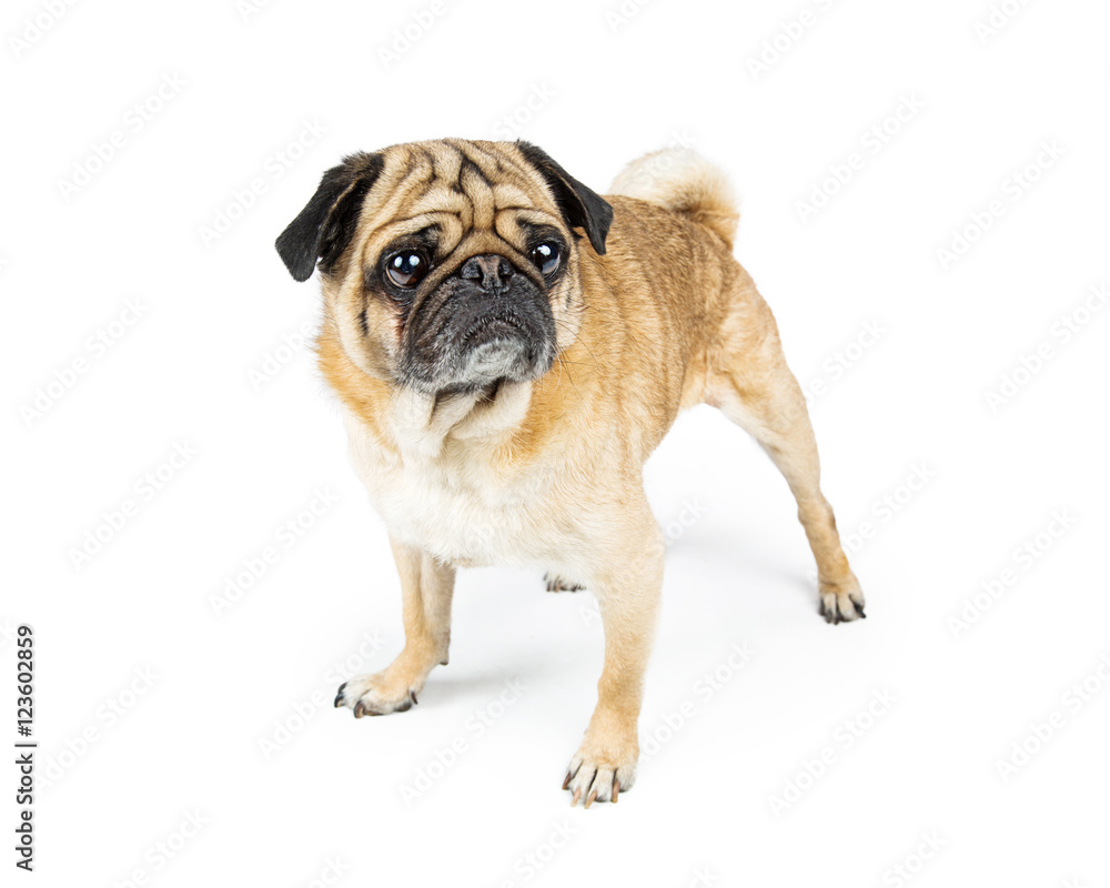 Pug Dog Standing on White Looking Side