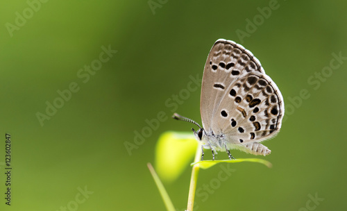 Wallpaper Mural Common Hedge Blue Torontodigital.ca
