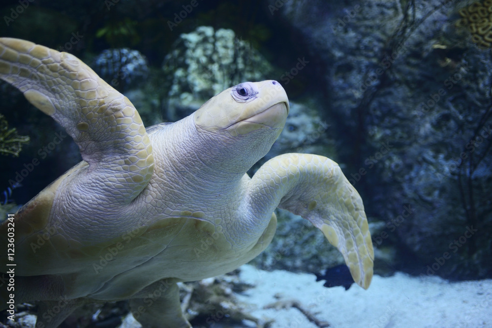 Fototapeta premium Olive ridley sea turtle
