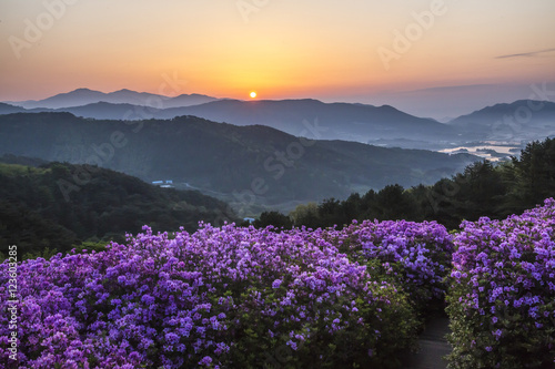 봉화산 철쭉