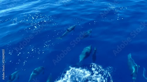 This video is about dolphins following fishing boat