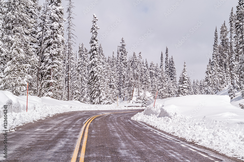 Snow-covered Lodgepole Pines along a recently plowed road Snow-covered Lodgepole Pines along a recently plowed road