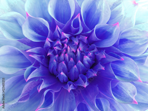 blue dahlia flower. Close-up. Macro. Nature. beautiful flower.