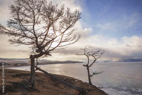 Tree, Lake Baikal, Olkhon Island.