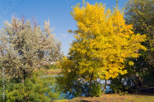 Autumn tree over blue sky background