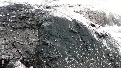 Black Crab on the Lava stone. Camiguin island. Philippines. photo