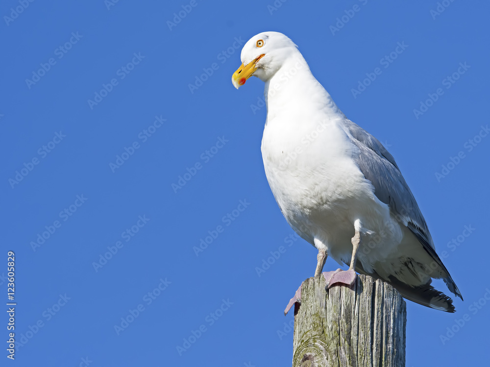 Herring Gull Herring Gull