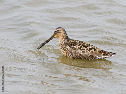 Short-billed Dowitcher photo