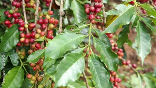 Pan across red Arabica coffee beans at the plantation photo