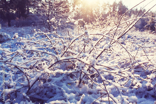 Wallpaper Mural Frozen grass Torontodigital.ca