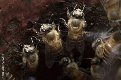   Honey Bee in Southeast Asia.   © apisitwilaijit29