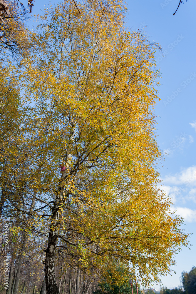 Landscape in the city park in sunny autumn day Landscape in the city park in sunny autumn day