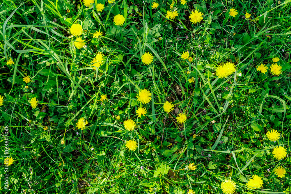 Obraz premium Dandelions flat lay